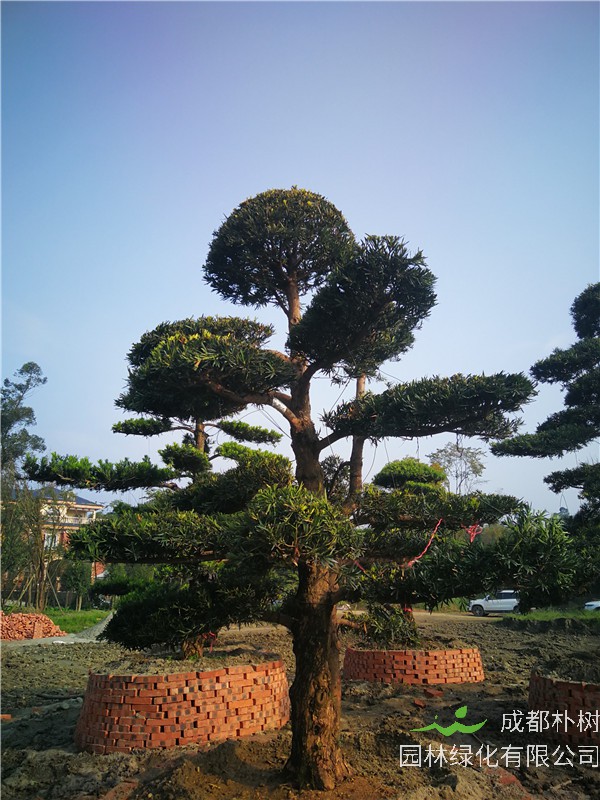 成都市-成都苗木基地直销的24公分精品罗汉松价格怎么样？